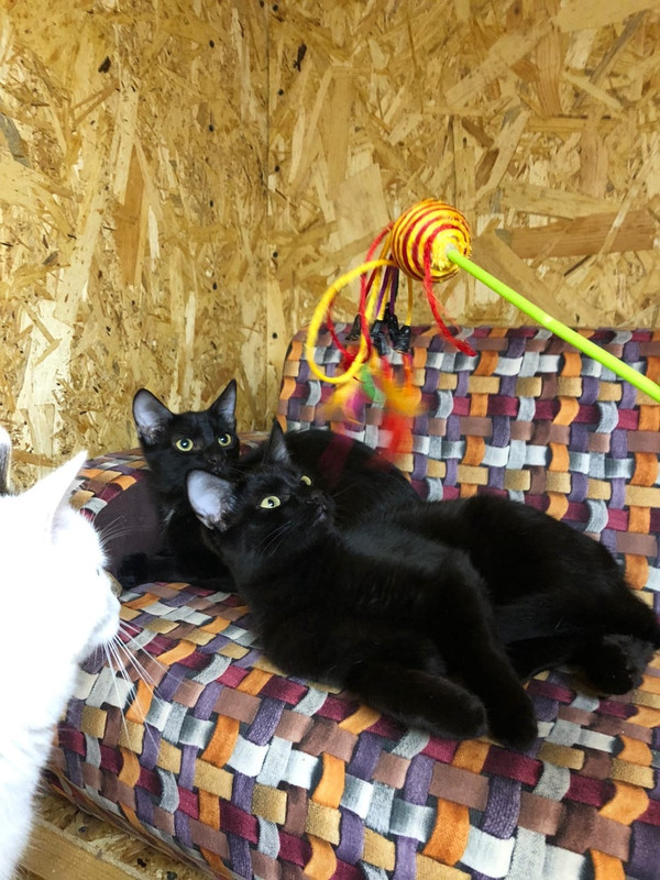 Муха_Скрипка