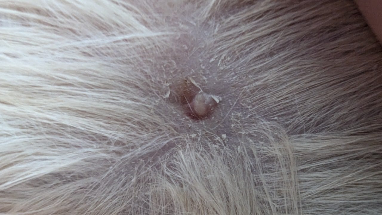 IMG-20240727-WA0009