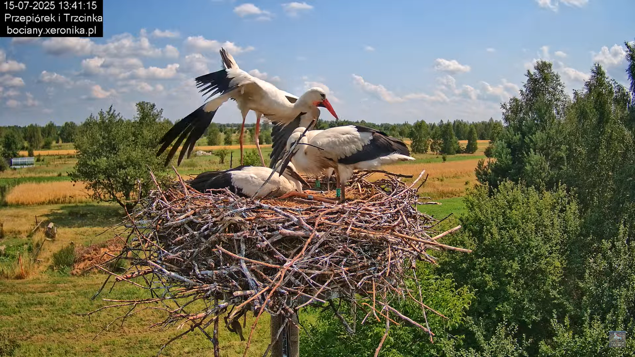 15072025bociany28