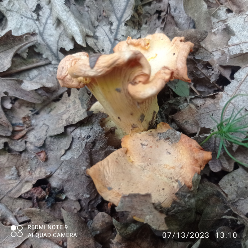 IMG_20230713_131035