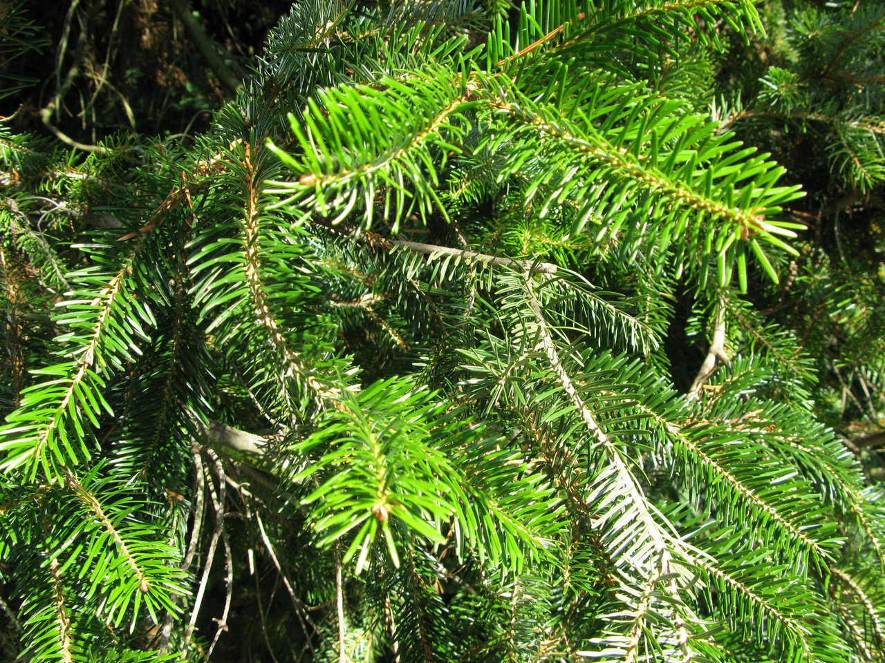 Abies nordmanniana2