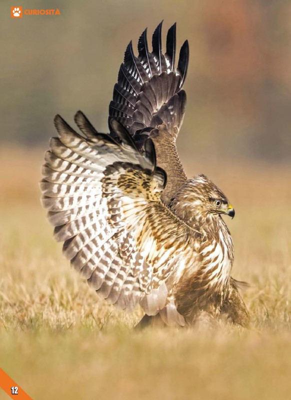 Foc Wil - Giu 2023 (1)