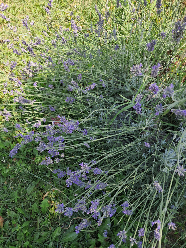Lavanda