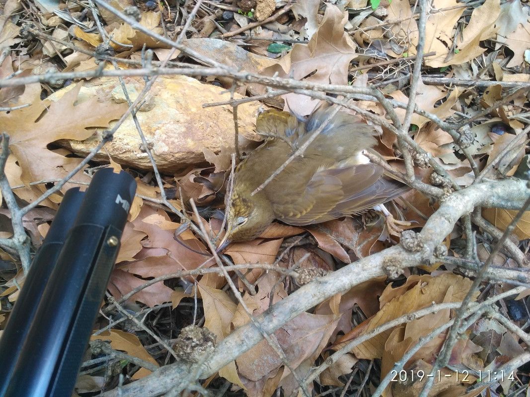 IMG-20190112-111440.jpg