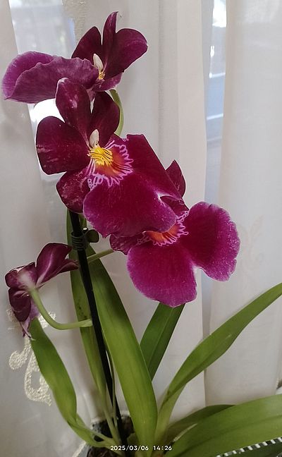 https://i.postimg.cc/3xqrDGqx/orchidea-anyu69-20250307.jpg