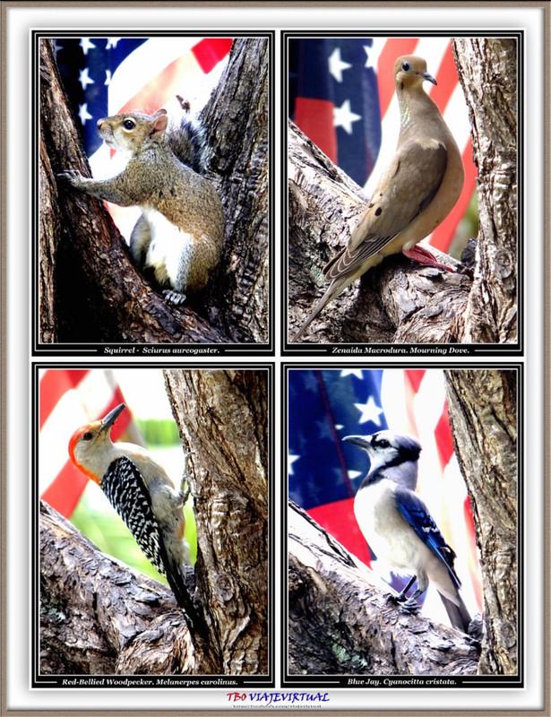 Stamps · North American Wildlife – @bytbo