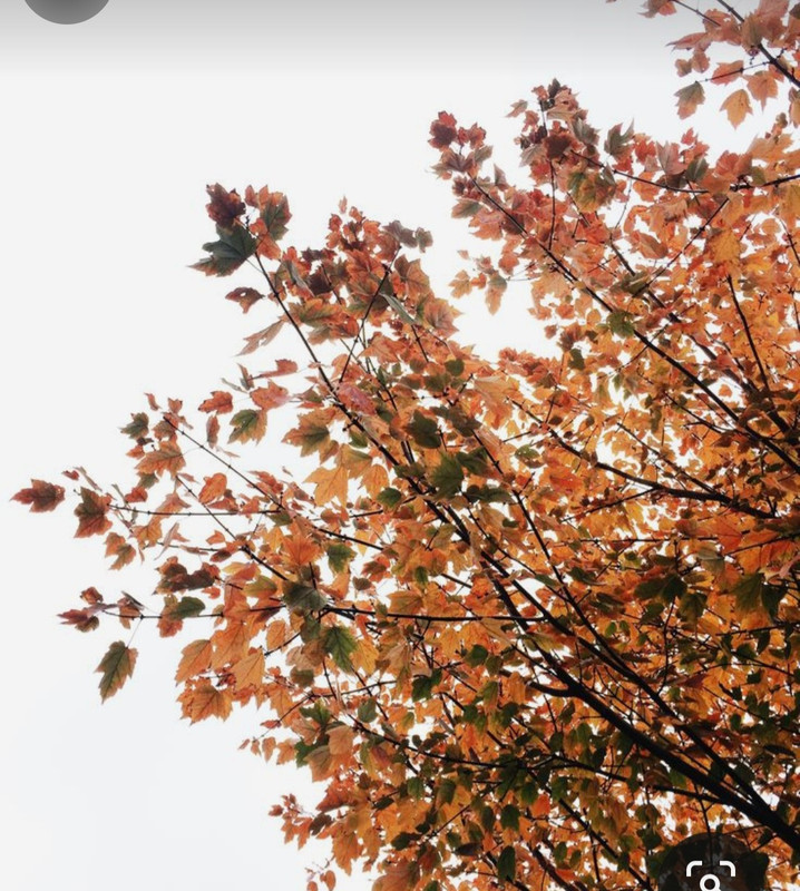 Screenshot_20231128_002047_Pinterest