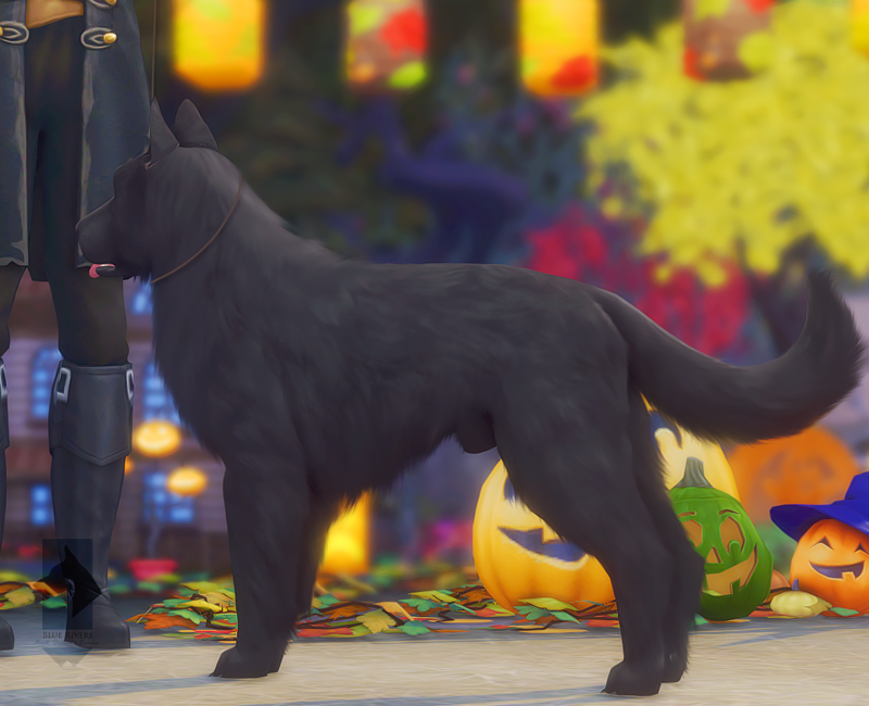 10/19 JACK O' LANTERN JAMBOREE ALLBREED CONFORMATION SHOW Sims International Kennel Club