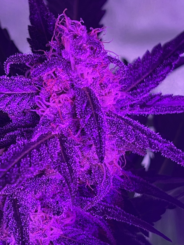 0907D828-0048-421E-928E-EBB55CA49F60