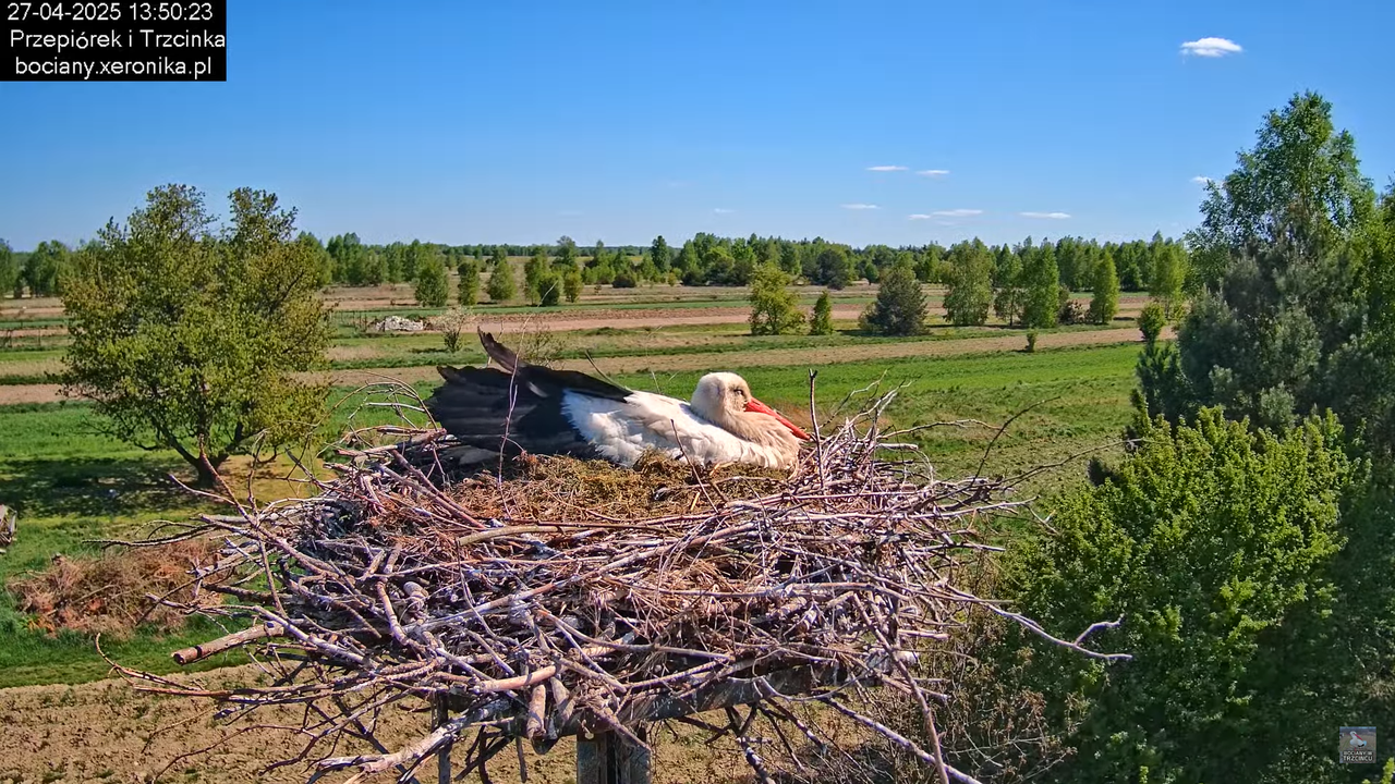 27042025bociany10