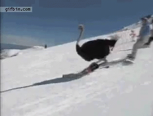 ostrich-skiing.gif