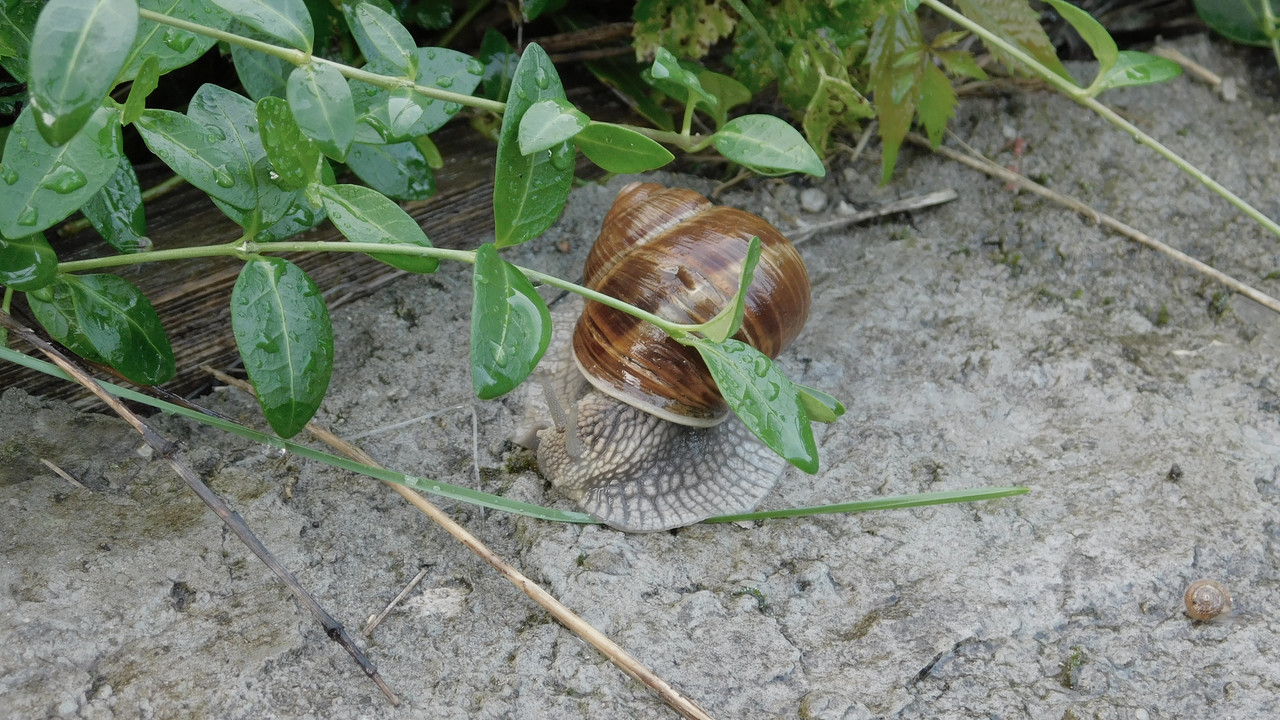 Август дачный кукольный 2023 406