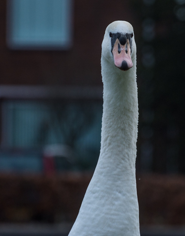 Fotografie