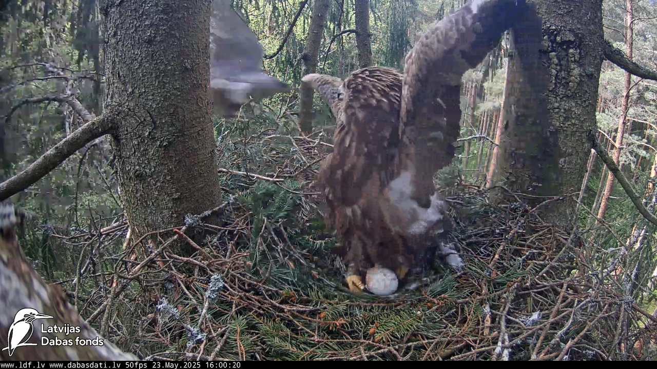 Mazais ērglis (Clanga pomarina), ligzda eglē __ Lesser spotted eagle in spruce, Zemgale, Latvia 13-1