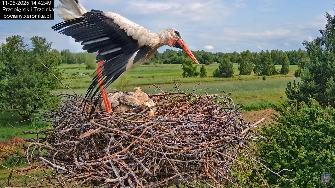 11062025bociany42