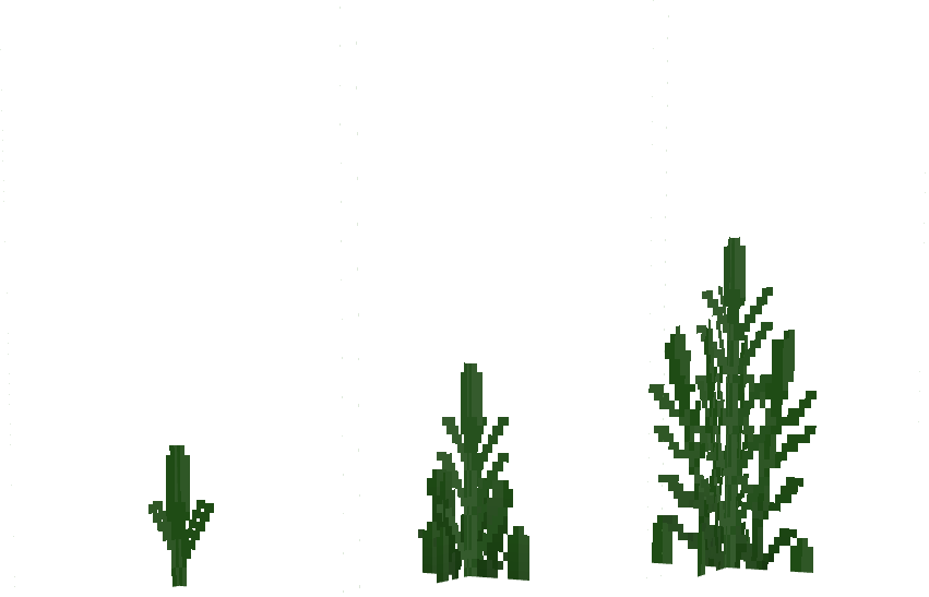 Phragmites sp.