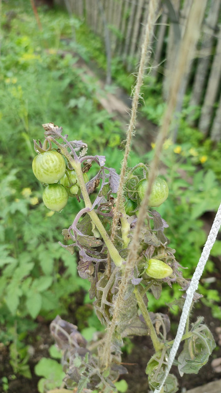 IMG_2023_07_12_10_50_07_634678831031525729900