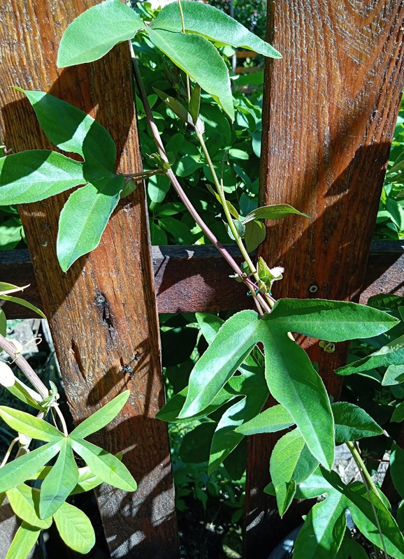 IMG_20250624_103135238