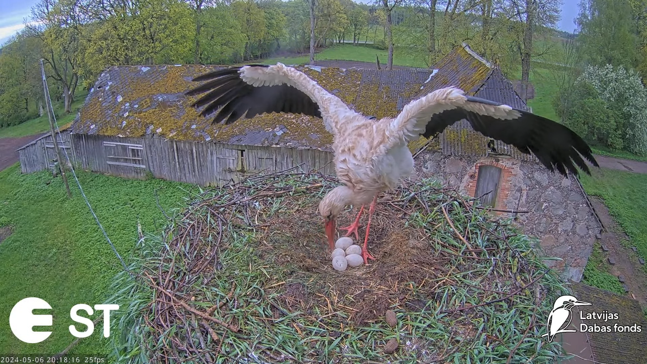 Baltie stārķi (Ciconia ciconia) Tukuma novadā - LDF tiešraide __ White storks in Tukums, Latvia 12-1