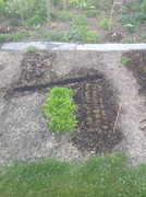 Gemüse und Kräuterbeete April 2015 (305)