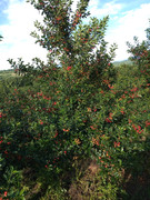 IMG_20210614_173819083