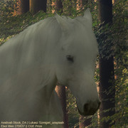 Forest Stroll avatar