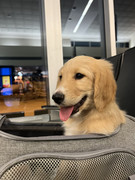 Pet Commute