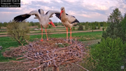 22042025bociany21