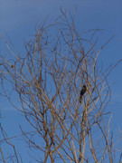 41.4.birds chilling IV