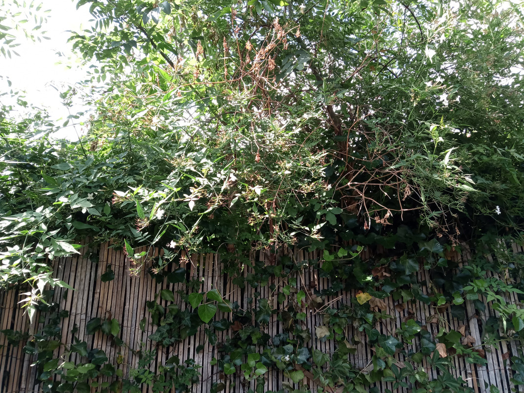 IMG_20200702_155108 (1)