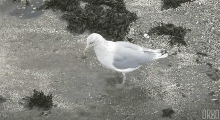 GIF-20250707-170842-597.gif