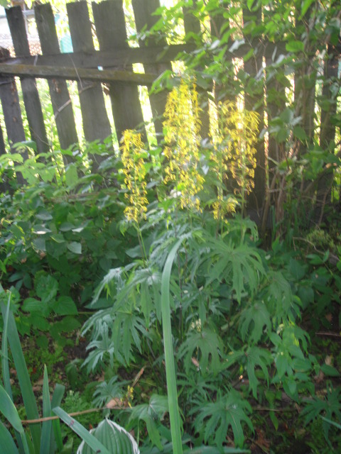 Бузульник Пржевальского (Ligularia przewalskii) Бузульник зубчатый