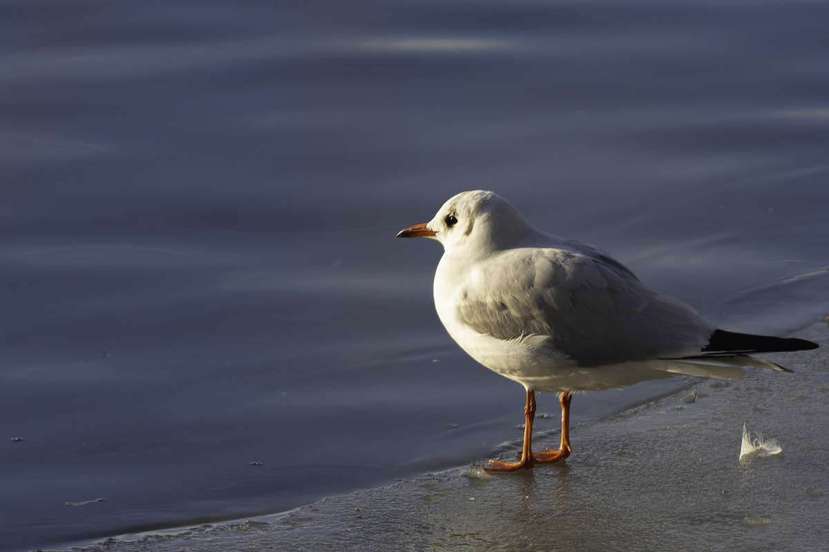 park_ger_12янв2019_0020