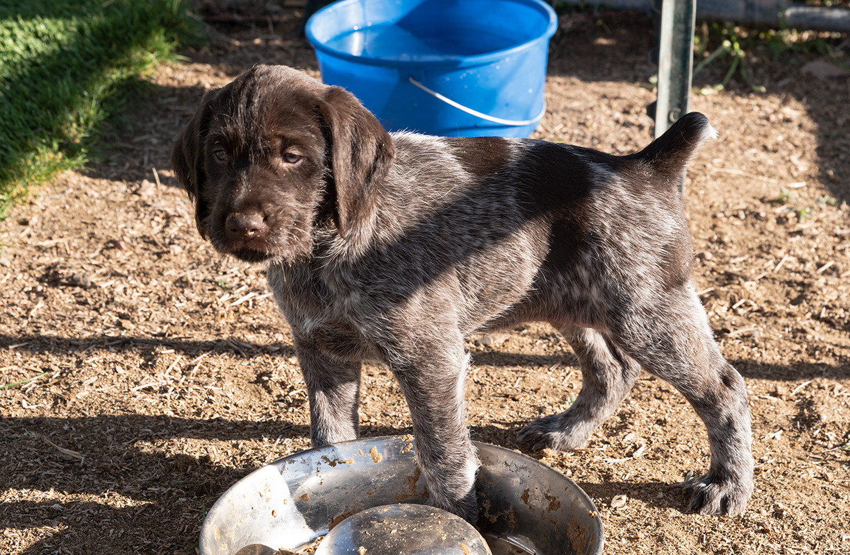 clover1400Puppies4-25-2019_0215