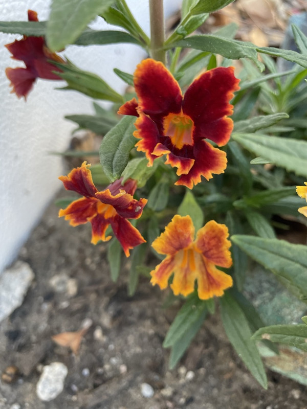 79B273E6-ED3B-4B89-8FA9-9C9429CFC947_1_105_c