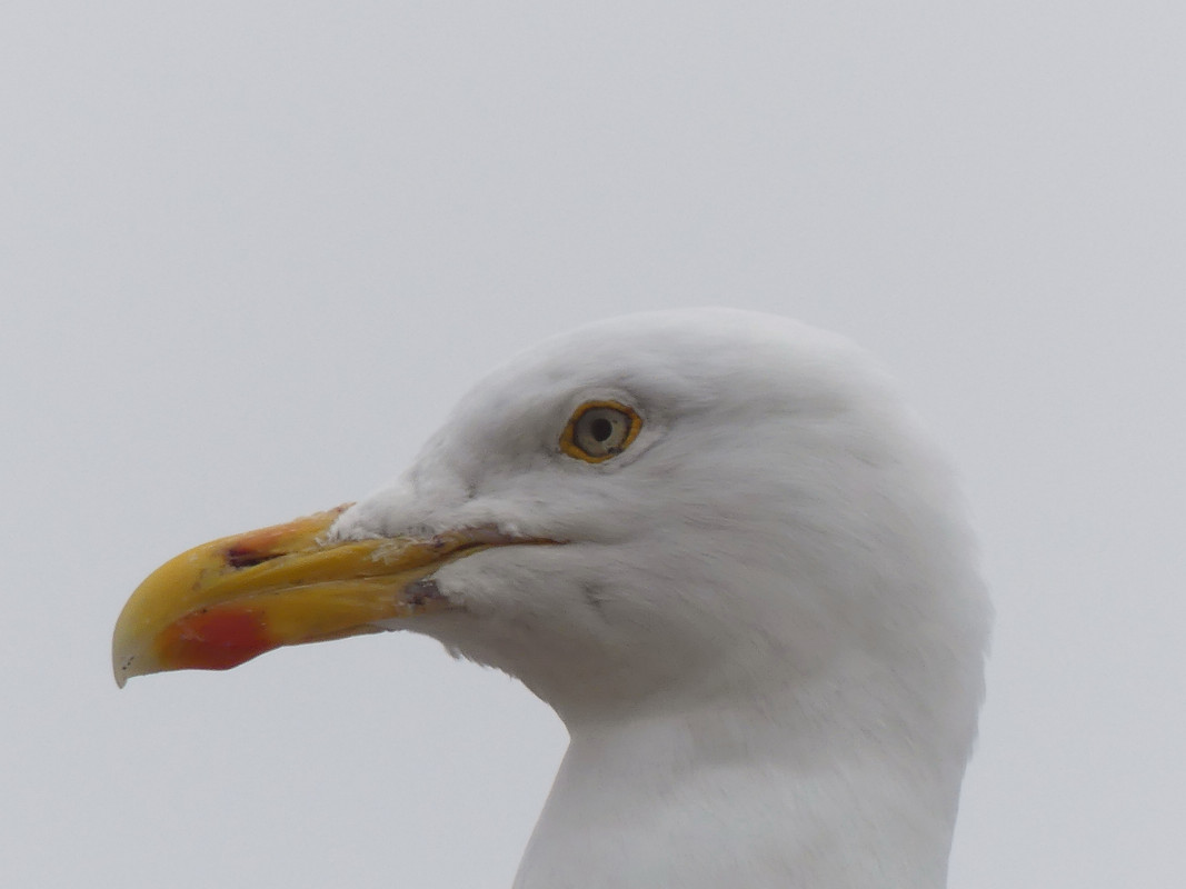 HERRING GULL 5
