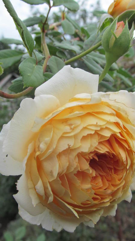 082