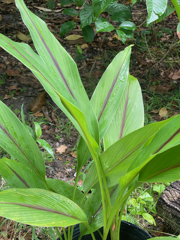 BlackTurmeric92020