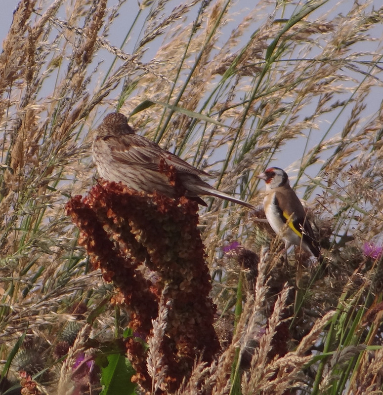 SKYLARK and GOLDFINCH 1 020824