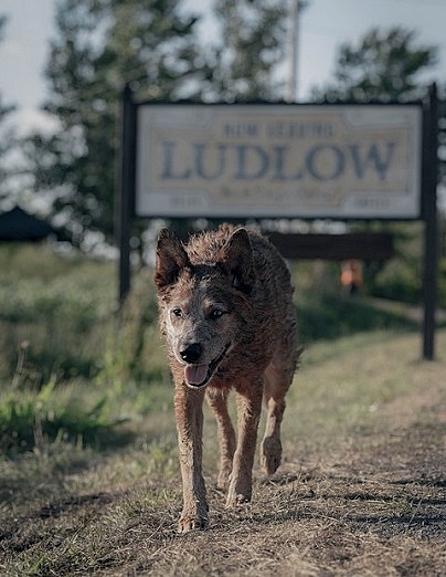 PET-SEMETARY-2-A-FOTOR.jpg