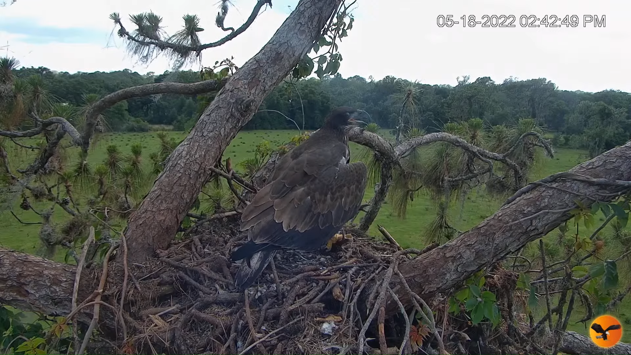 EC Nest Cam 1-1-35 screenshot (1)