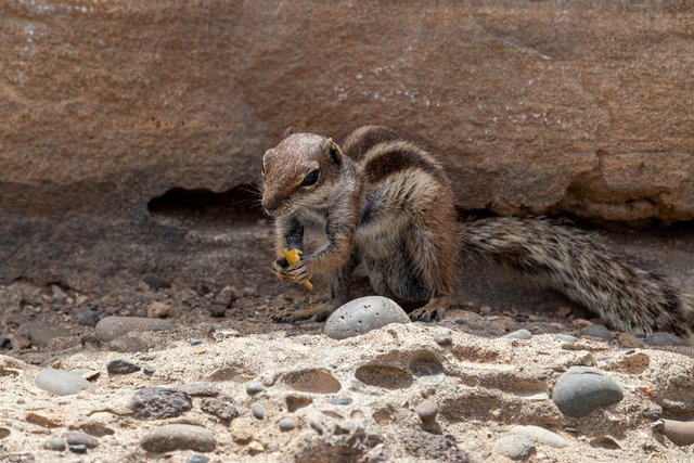 Fuerteventura - Blogs de España - MIRADORES MORRO VELOSA, GUISE Y AYOSE, DE LAS PEÑITAS, BETANCURIA, AJUY, CUEVAS (27)