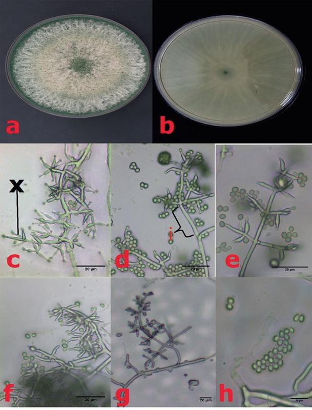 Trichoderma asperellum