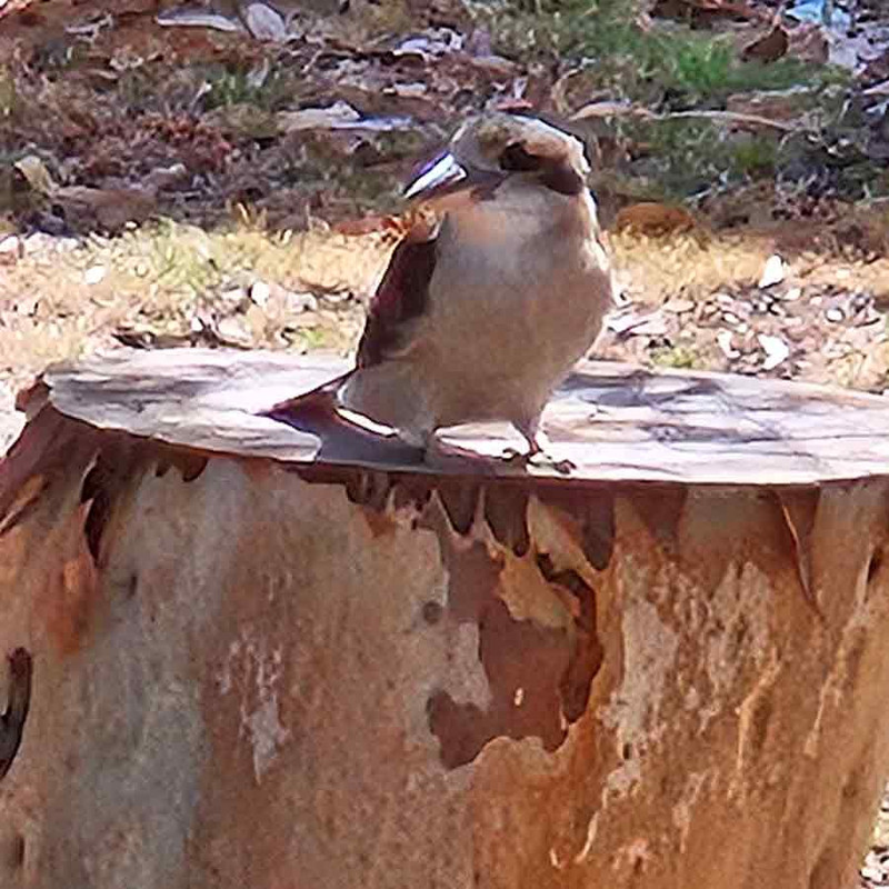 Kookaburra