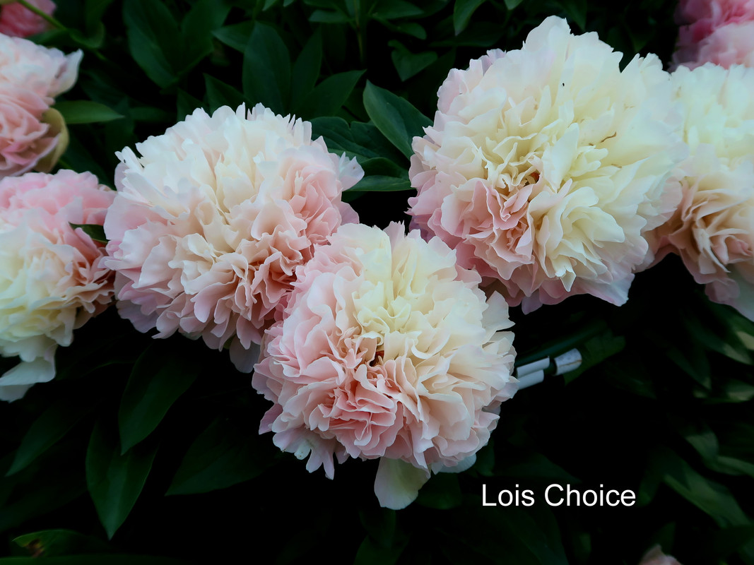 Пион Lois Choice 2