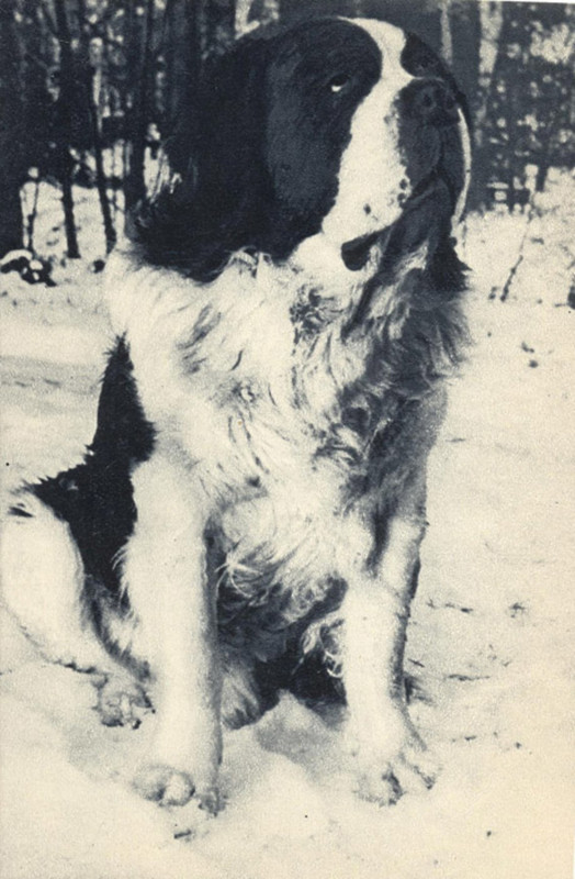 Сенбернар 1969 Планета 22