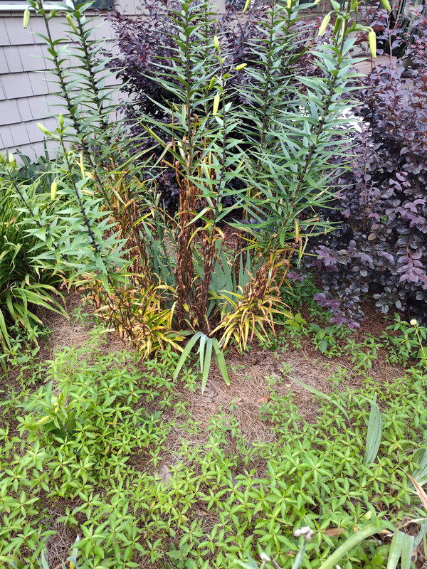IMG_20250611_194022177_HDR
