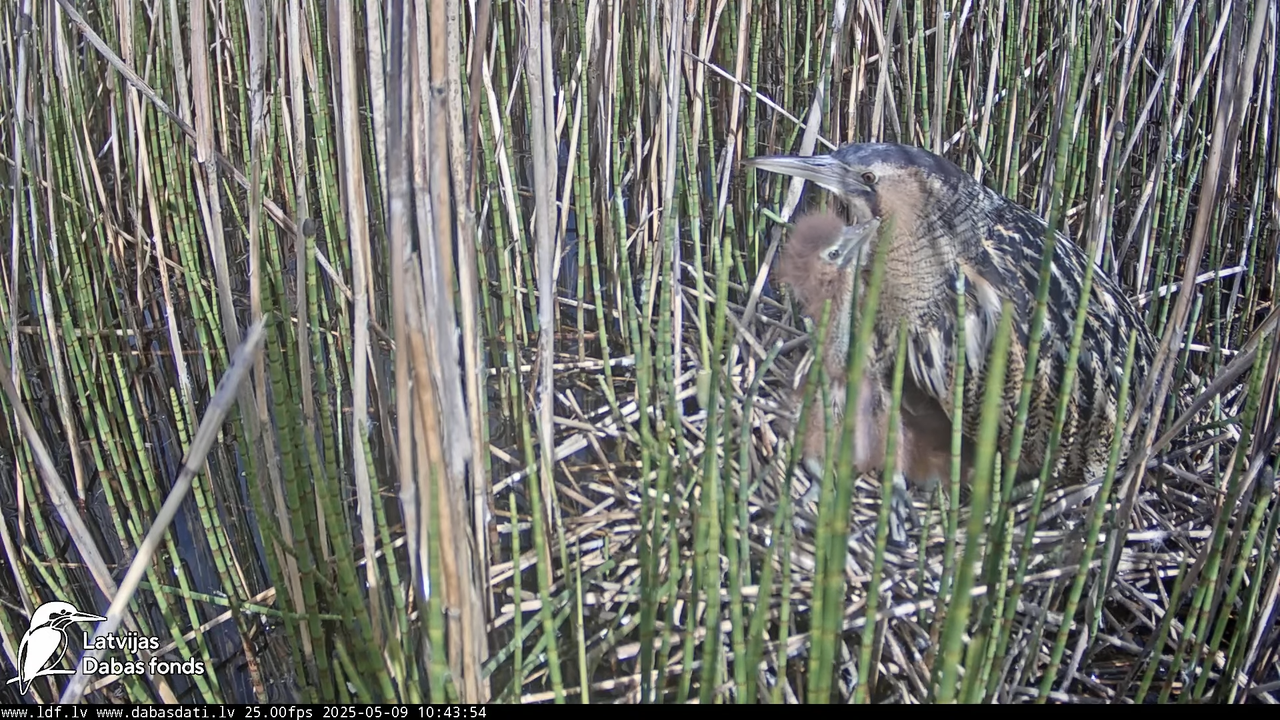 LDF Lielais dumpis (Botaurus stellaris) Zemītes pagastā 12-39-39 screenshot