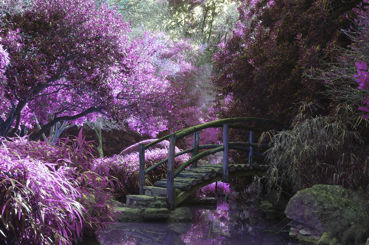 purple-bridge-801861-1280.jpg