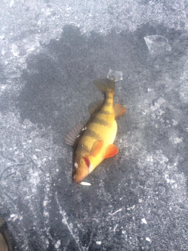 PERCH2 — Postimages